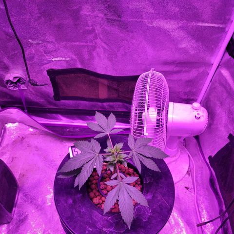 Chocolope  growlog timeline photo