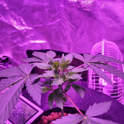 Chocolope  growlog timeline photo