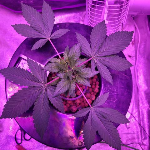 Chocolope  growlog timeline photo