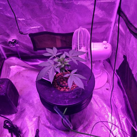 Chocolope  growlog timeline photo