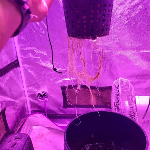 Chocolope  growlog timeline photo