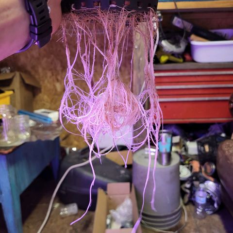 Chocolope  growlog timeline photo