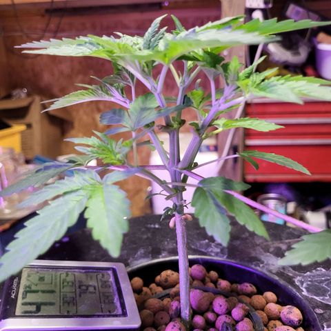 Chocolope  growlog timeline photo