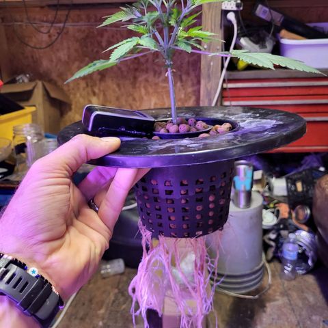 Chocolope  growlog timeline photo