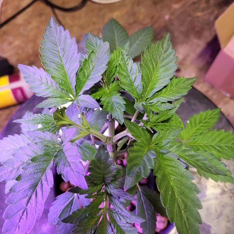 Chocolope  growlog timeline photo