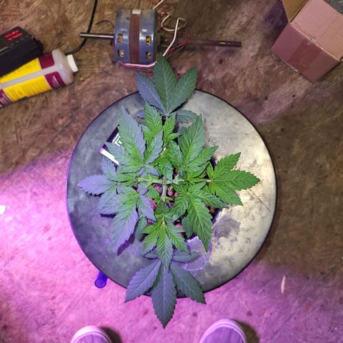 Chocolope  growlog timeline photo