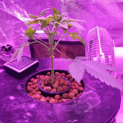 Chocolope  growlog timeline photo
