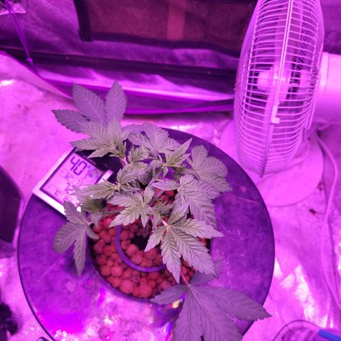 Chocolope  growlog timeline photo