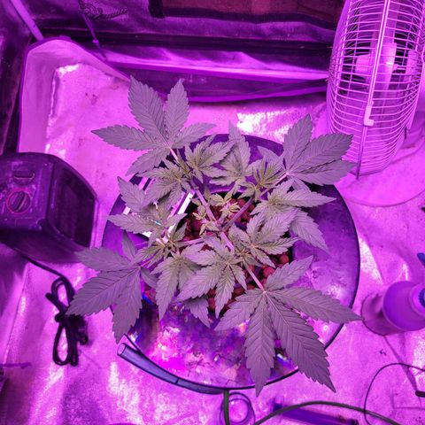 Chocolope  growlog timeline photo