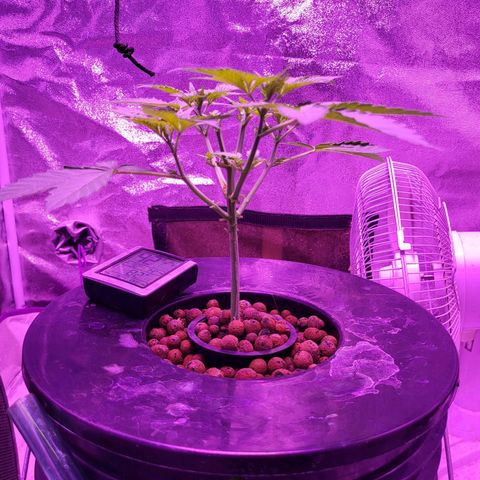 Chocolope  growlog timeline photo