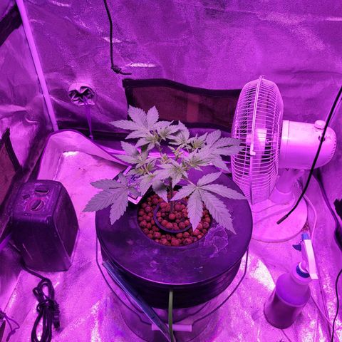 Chocolope  growlog timeline photo