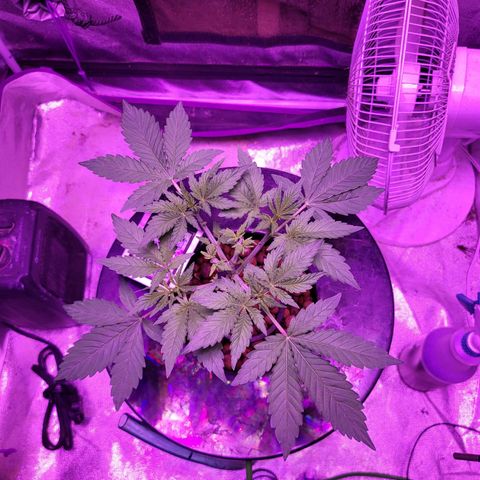 Chocolope  growlog timeline photo