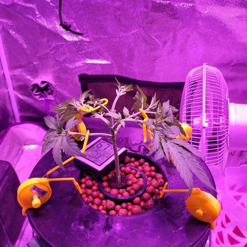 Chocolope  growlog timeline photo