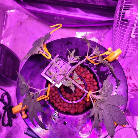 Chocolope  growlog timeline photo