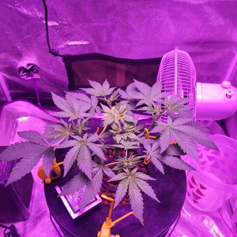 Chocolope  growlog timeline photo
