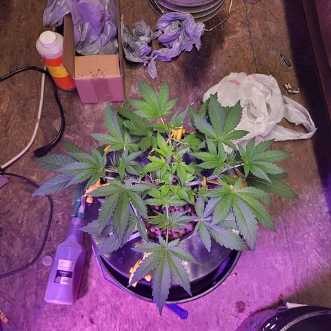 Chocolope  growlog timeline photo