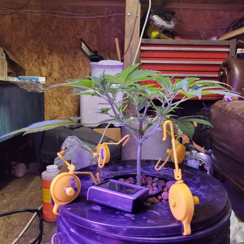 Chocolope  growlog timeline photo