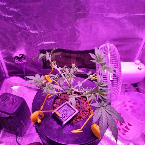 Chocolope  growlog timeline photo