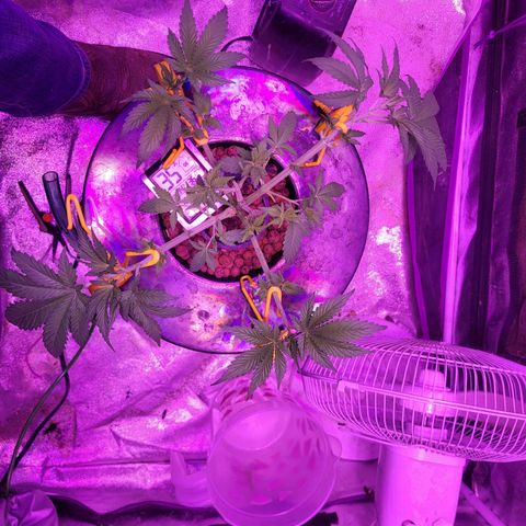 Chocolope  growlog timeline photo