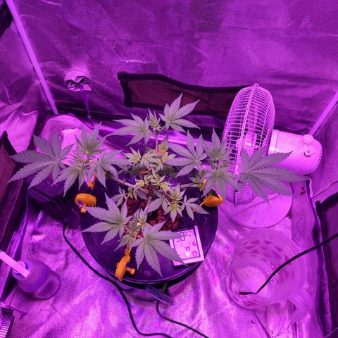 Chocolope  growlog timeline photo
