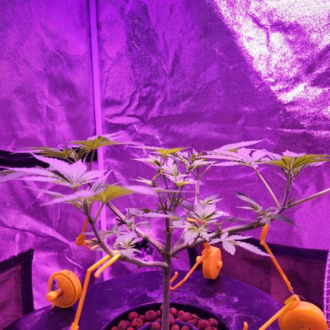 Chocolope  growlog timeline photo