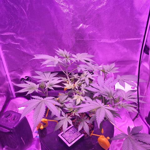Chocolope  growlog timeline photo