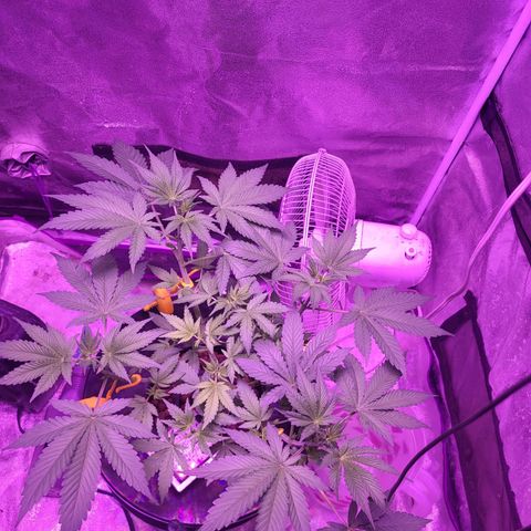 Chocolope  growlog timeline photo