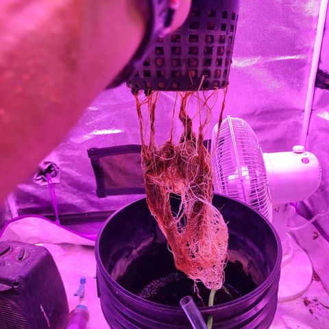 Chocolope  growlog timeline photo