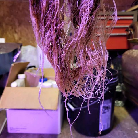 Chocolope  growlog timeline photo