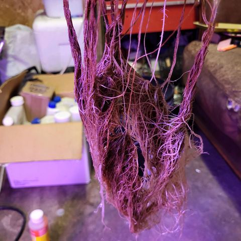 Chocolope  growlog timeline photo
