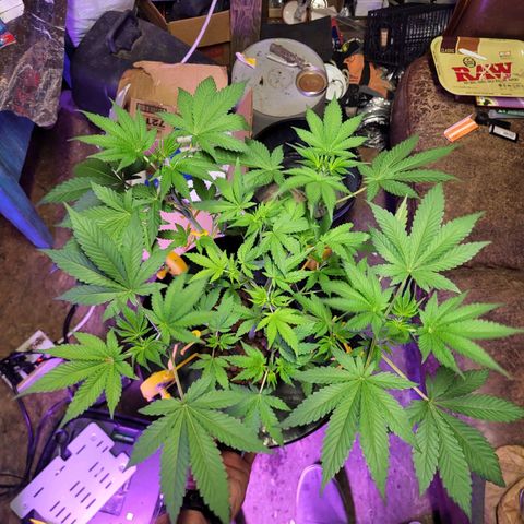 Chocolope  growlog timeline photo