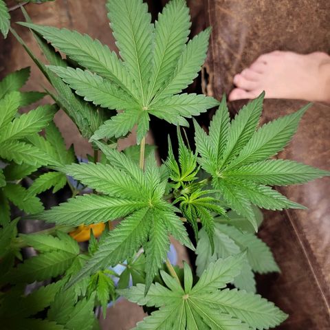 Chocolope  growlog timeline photo
