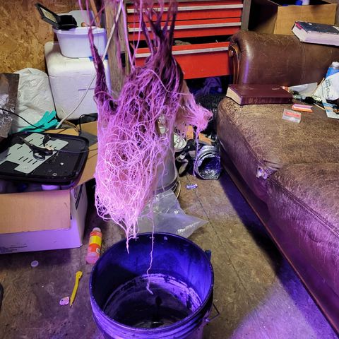 Chocolope  growlog timeline photo