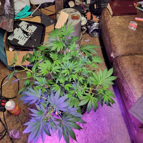 Chocolope  growlog timeline photo