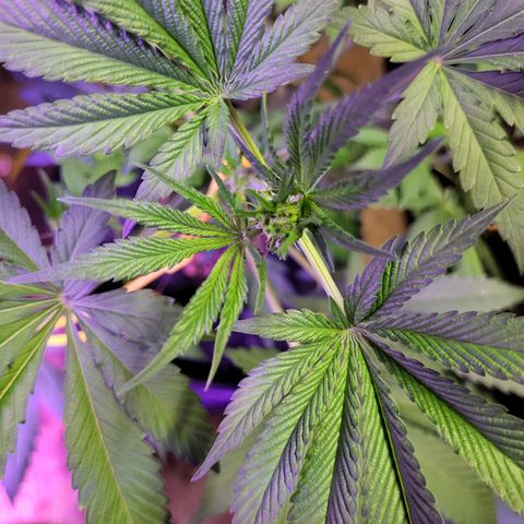 Chocolope  growlog timeline photo