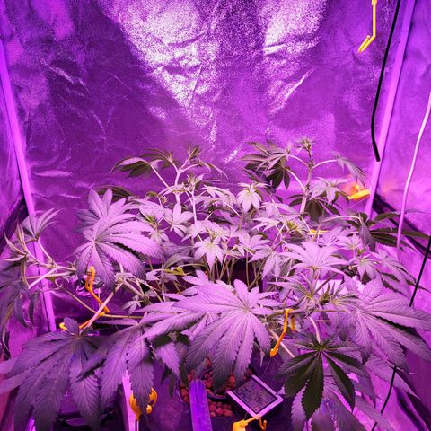 Chocolope  growlog timeline photo