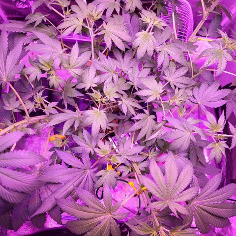 Chocolope  growlog timeline photo