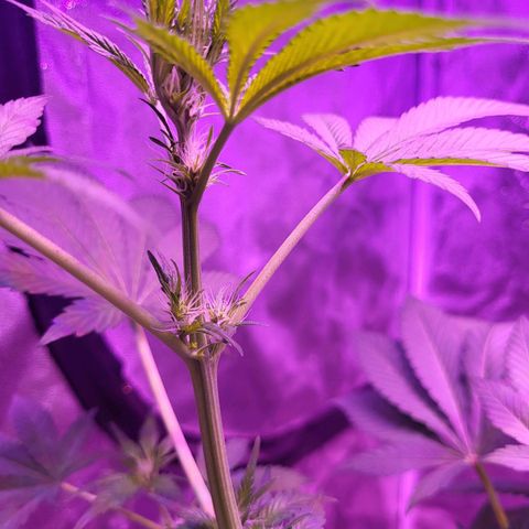 Chocolope  growlog timeline photo