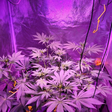 Chocolope  growlog timeline photo
