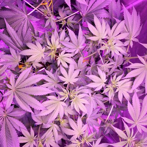 Chocolope  growlog timeline photo