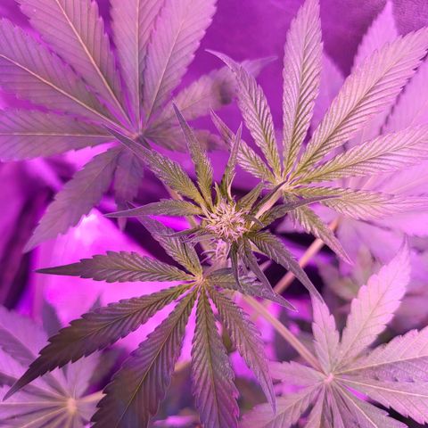 Chocolope  growlog timeline photo