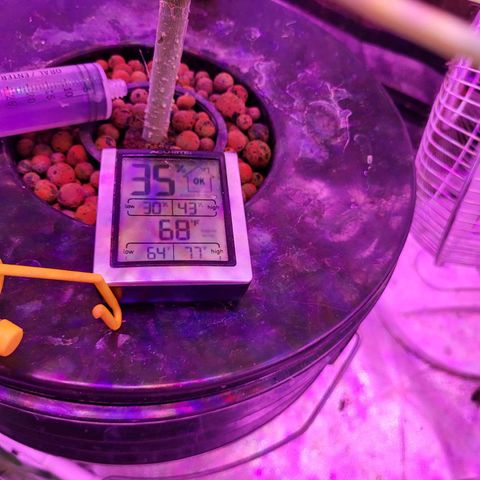 Chocolope  growlog timeline photo