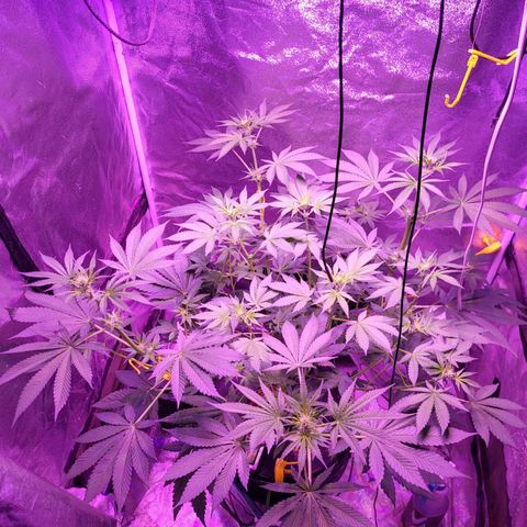 Chocolope  growlog timeline photo