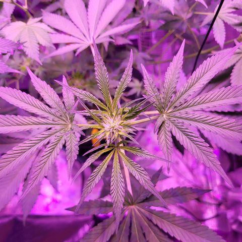 Chocolope  growlog timeline photo