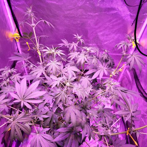 Chocolope  growlog timeline photo