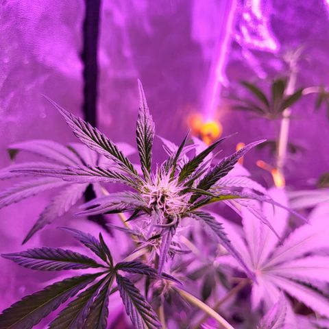 Chocolope  growlog timeline photo