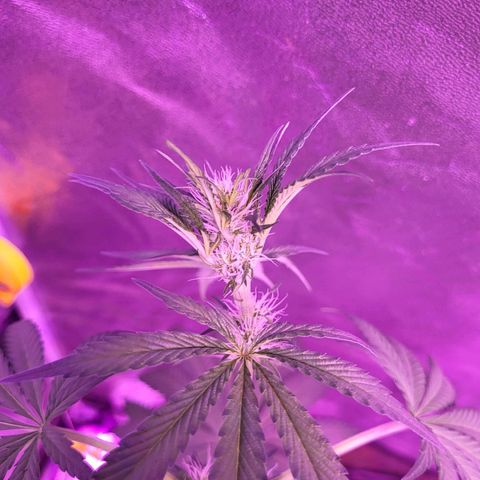Chocolope  growlog timeline photo