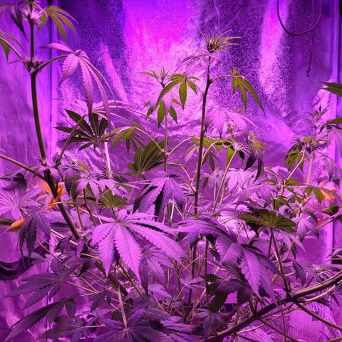 Chocolope  growlog timeline photo