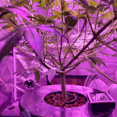 Chocolope  growlog timeline photo