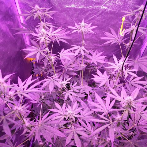 Chocolope  growlog timeline photo